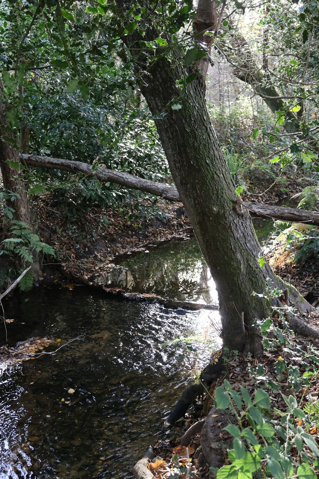 Green cleaning products